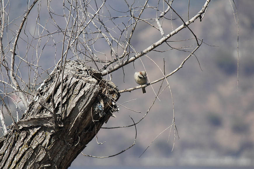 Small bird perched on bare tree branch against blurred background