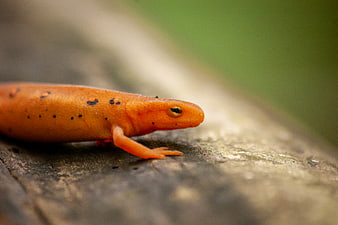 Close-up of an orange newt on a wooden log