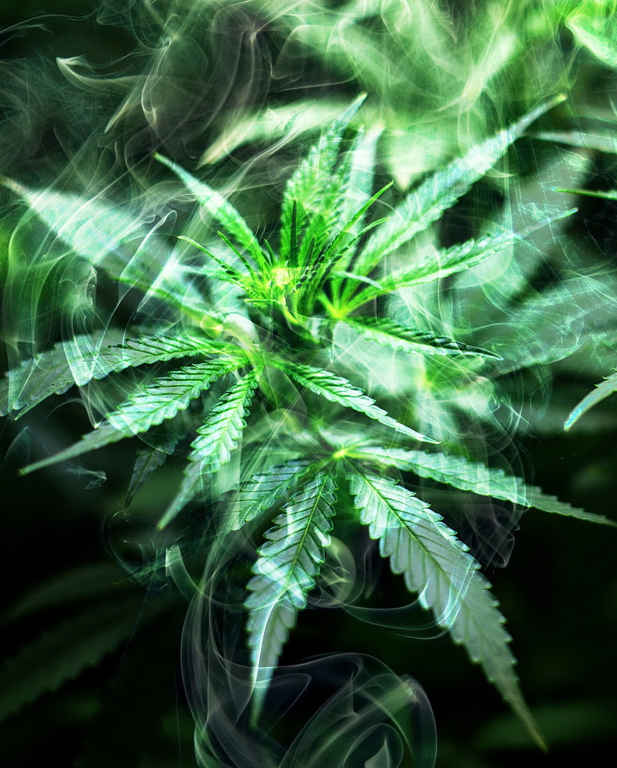 Cannabis Plant with Artistic Smoke Overlay