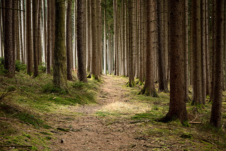 Forest Path Winding Through Tall Spruce Trees