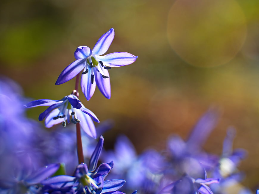 Close-up of delicate purple spring flowers with bokeh background