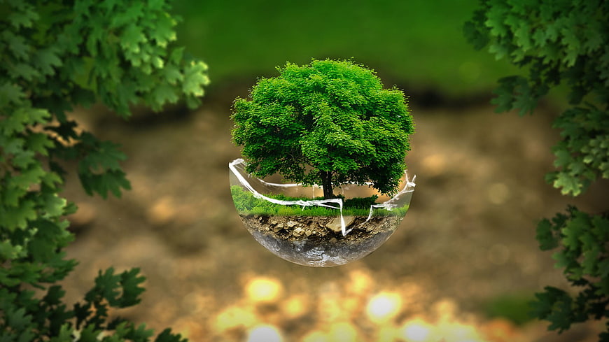 Green tree growing inside broken glass sphere