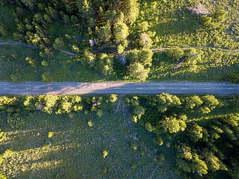 Aerial View of Straight Road Through Green Forest