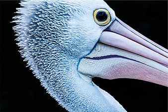 Close-up of a pelican head with detailed feathers and beak