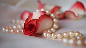 Red and white rose with pearl necklace on white fabric