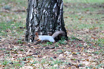 Gray Squirrel Running at Base of Tree in Autumn Park