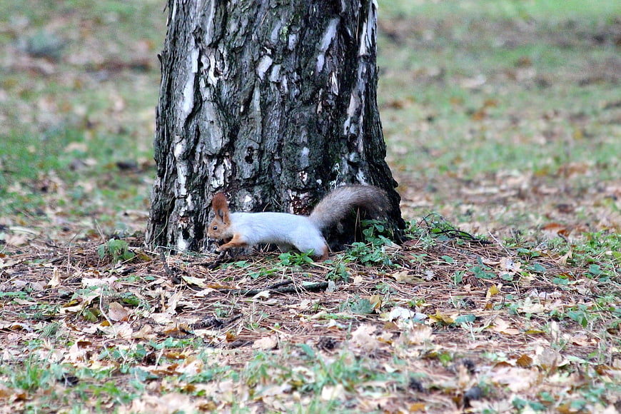 Gray Squirrel Running at Base of Tree in Autumn Park