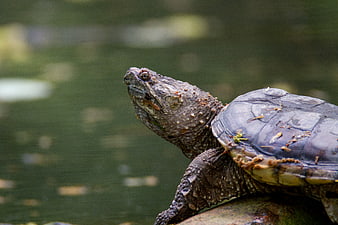 Close-up of a Snapping Turtle on a Log in Water
