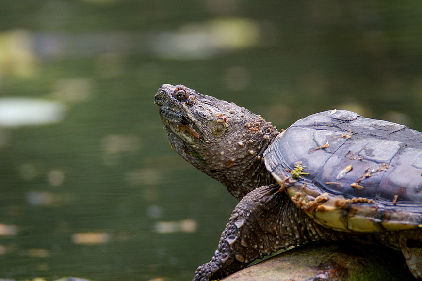 Close-up of a Snapping Turtle on a Log in Water