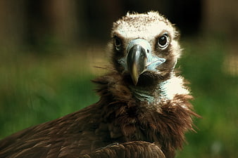 Close-up portrait of a young eagle with intense gaze