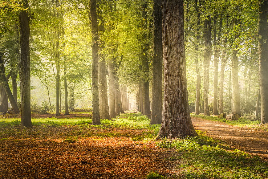 Sunlit Autumn Forest Path with Misty Morning Light