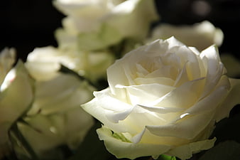 Close-up of a white rose with soft lighting and dark background