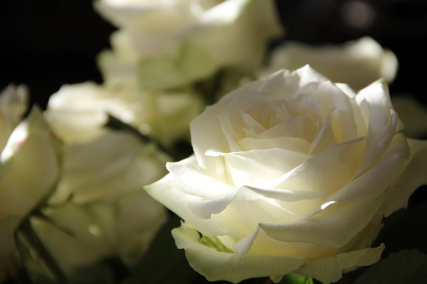Close-up of a white rose with soft lighting and dark background