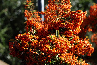 Vibrant Orange Rowan Berries in Autumn Sunlight