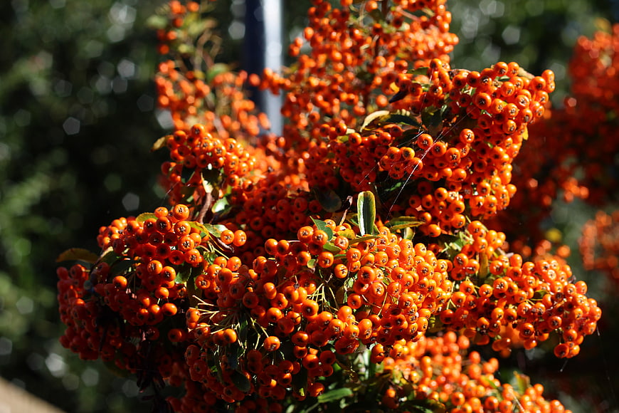 Vibrant Orange Rowan Berries in Autumn Sunlight