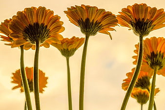 Backlit Orange Gerbera Daisies Against Soft Golden Sky