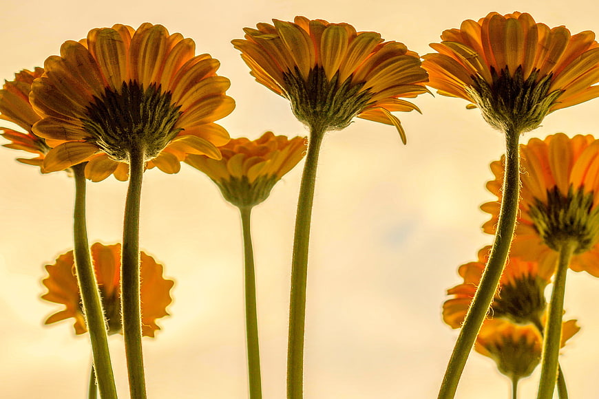 Backlit Orange Gerbera Daisies Against Soft Golden Sky