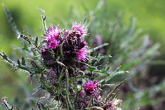 Close-up of purple thistle flowers with spiky green leaves