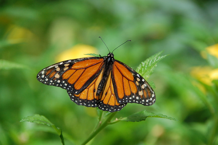 Monarch Butterfly on Green Leaf with Blurred Background