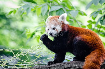 Red Panda Eating Bamboo on Tree Branch