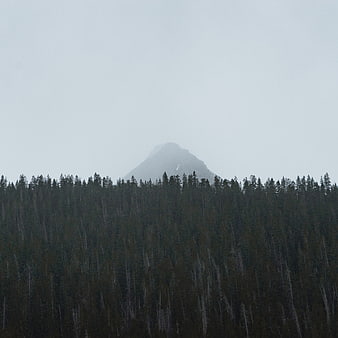 Misty Mountain Peak Rising Above Dark Forest