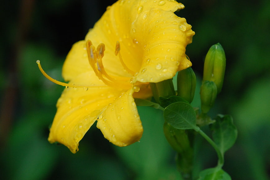Close-up of Yellow Daylily with Water Droplets