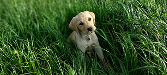 Cute Yellow Labrador Puppy Sitting in Tall Green Grass