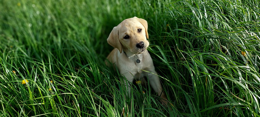 Cute Yellow Labrador Puppy Sitting in Tall Green Grass