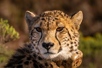 Close-up portrait of a cheetah with a radio collar in the wild