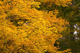 Vibrant Yellow Autumn Maple Leaves on Tree Branches