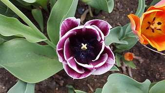 Close-up of purple and white tulip with orange flower