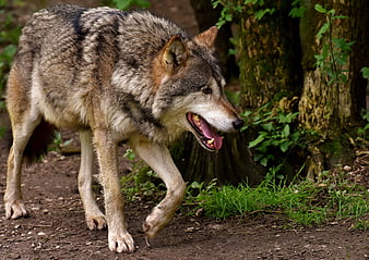 Gray Wolf Walking in Forest with Open Mouth