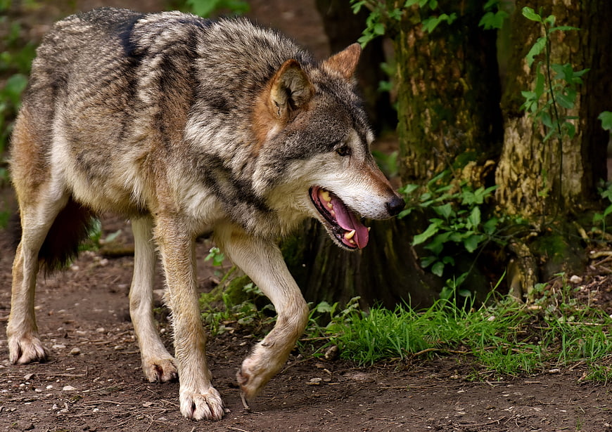 Gray Wolf Walking in Forest with Open Mouth