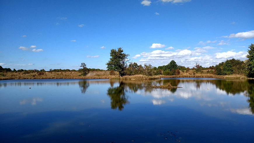 Serene Lake with Tree Reflection Under Blue Sky