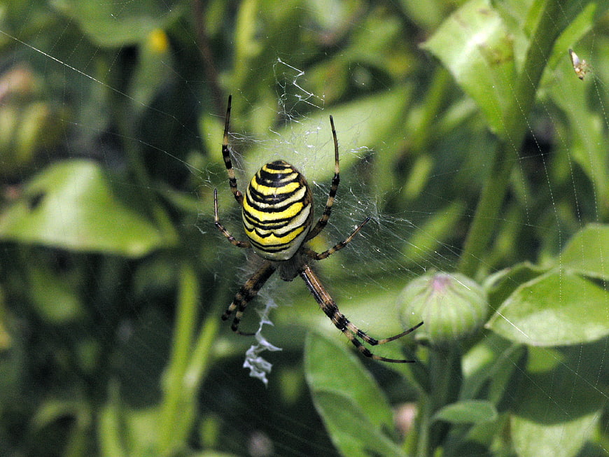 Close-up of a yellow and black striped wasp spider in web