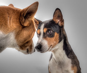 Two dogs sniffing noses close-up studio portrait