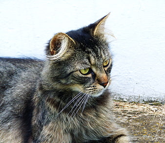 Close-up of a fluffy tabby cat with green eyes