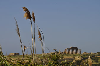 Ancient Greek Temple Ruins in Sicily with Foreground Reeds