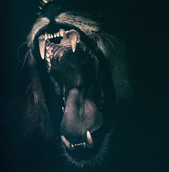 Close-up of roaring lion mouth with sharp teeth and tongue
