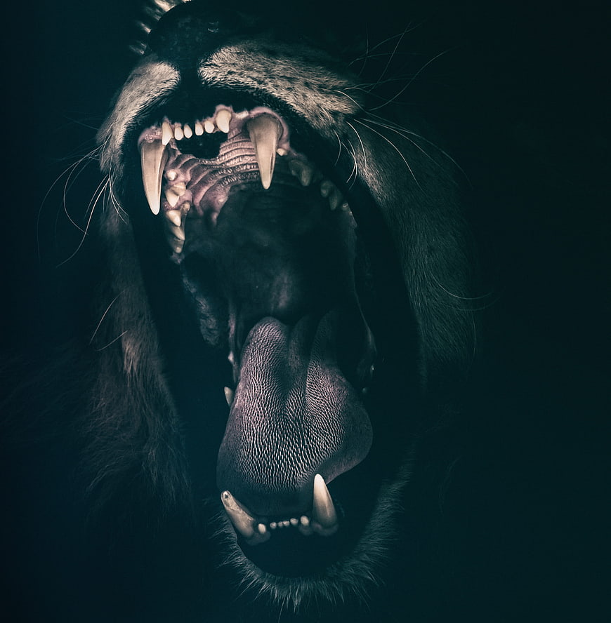 Close-up of roaring lion mouth with sharp teeth and tongue