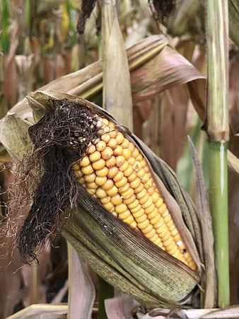 Close-up of ripe yellow corn cob on stalk in field