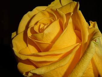 Close-up of a vibrant yellow rose on a black background