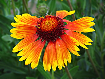 Vibrant Orange and Yellow Gaillardia Flower Close-Up