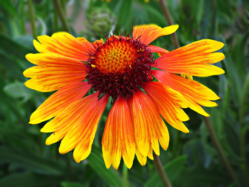 Vibrant Orange and Yellow Gaillardia Flower Close-Up