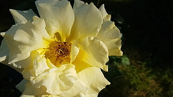Close-up of a blooming yellow rose in sunlight