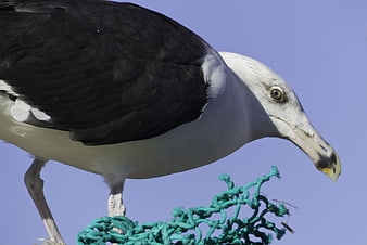 Close-up of a seagull standing on green fishing net