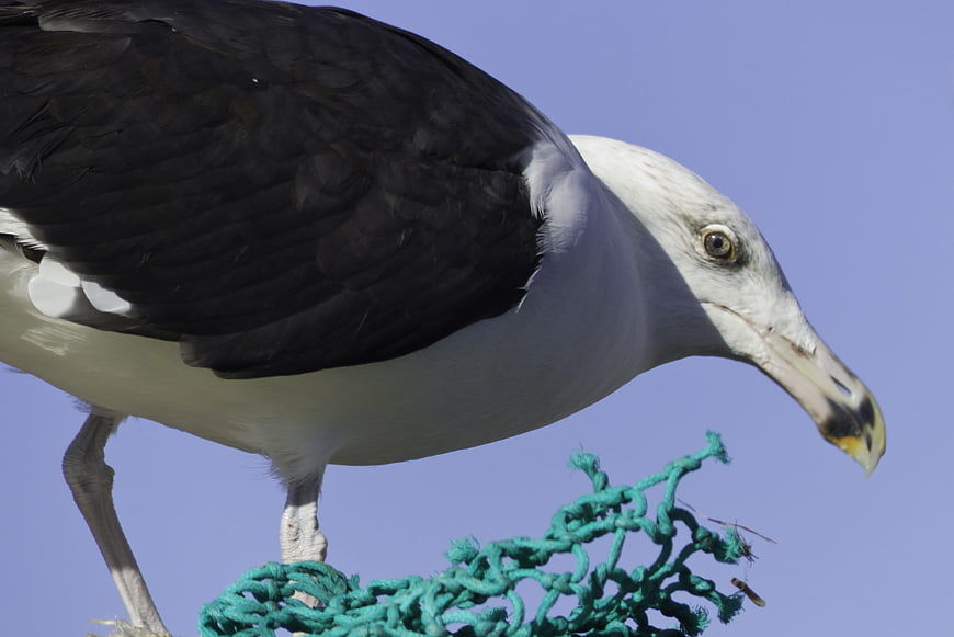 Close-up of a seagull standing on green fishing net