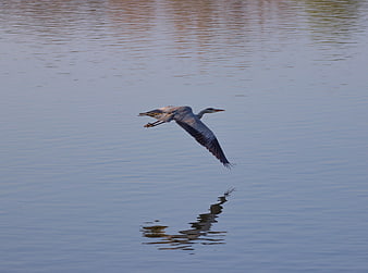 Great Blue Heron Flying Low Over Calm Lake Water