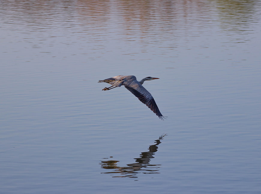 Great Blue Heron Flying Low Over Calm Lake Water