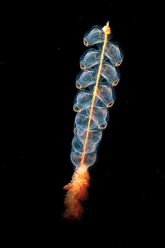 Marrus Orthocanna Siphonophore Floating in Deep Ocean